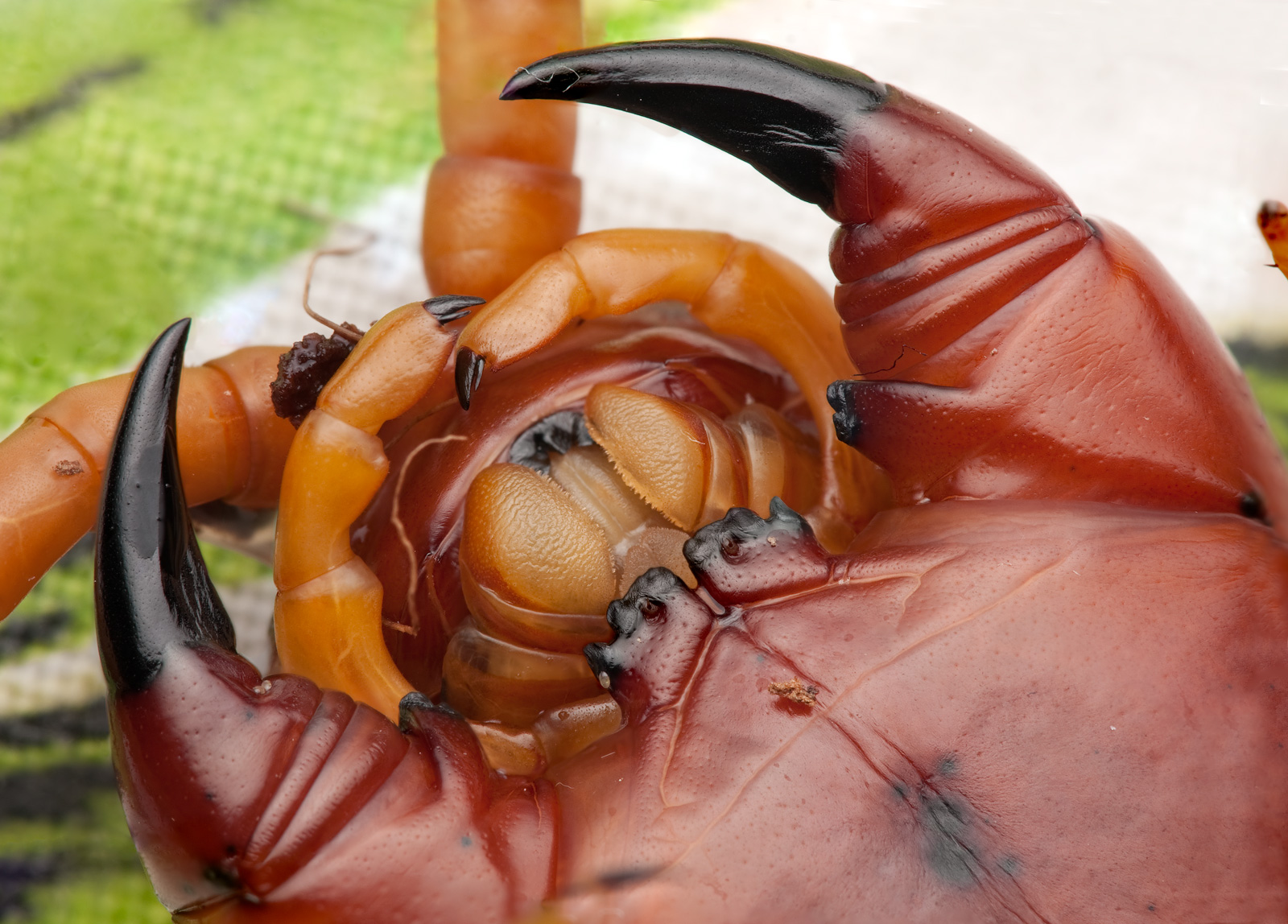 Scolopendra sp. gigantea 4