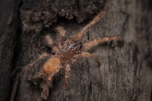 Orphnaecus sp cebu tarantula sling