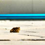 Froggy