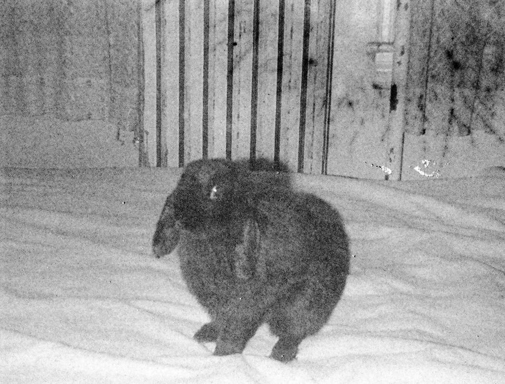 The Rabbit by brynls on DeviantArt