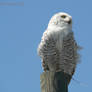 Snow owl 2