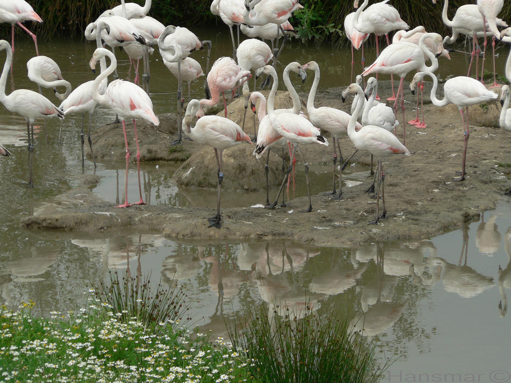 Flamingoes2