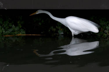 Egret under cover