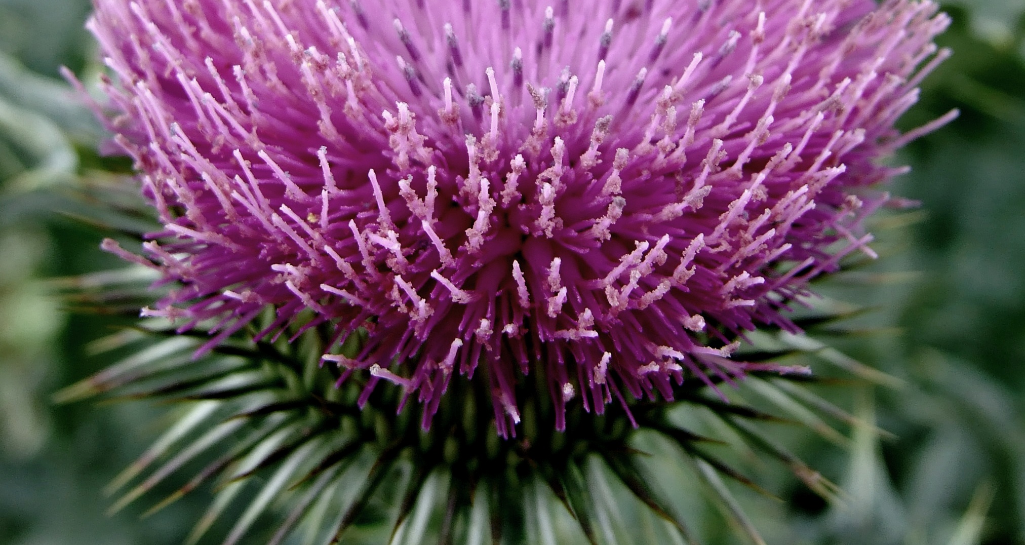 Some photo manipulated thistle