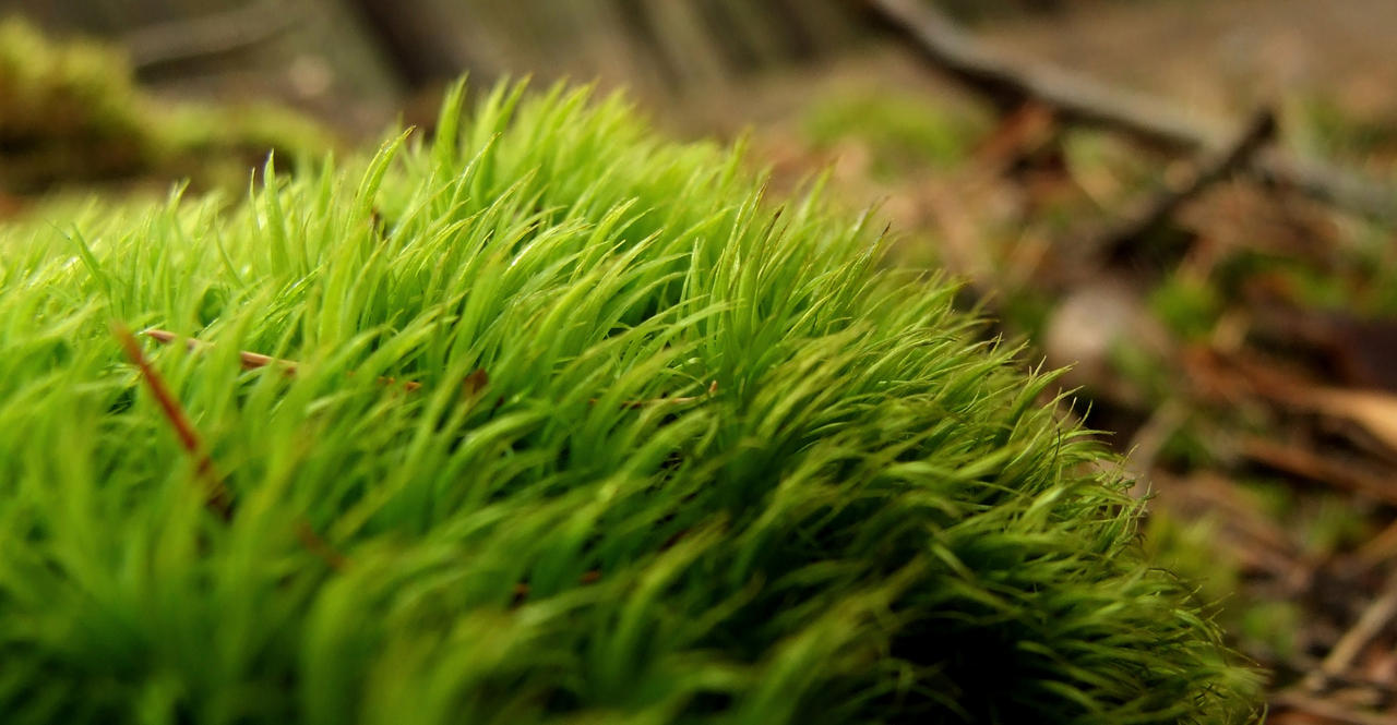 Green forest in march