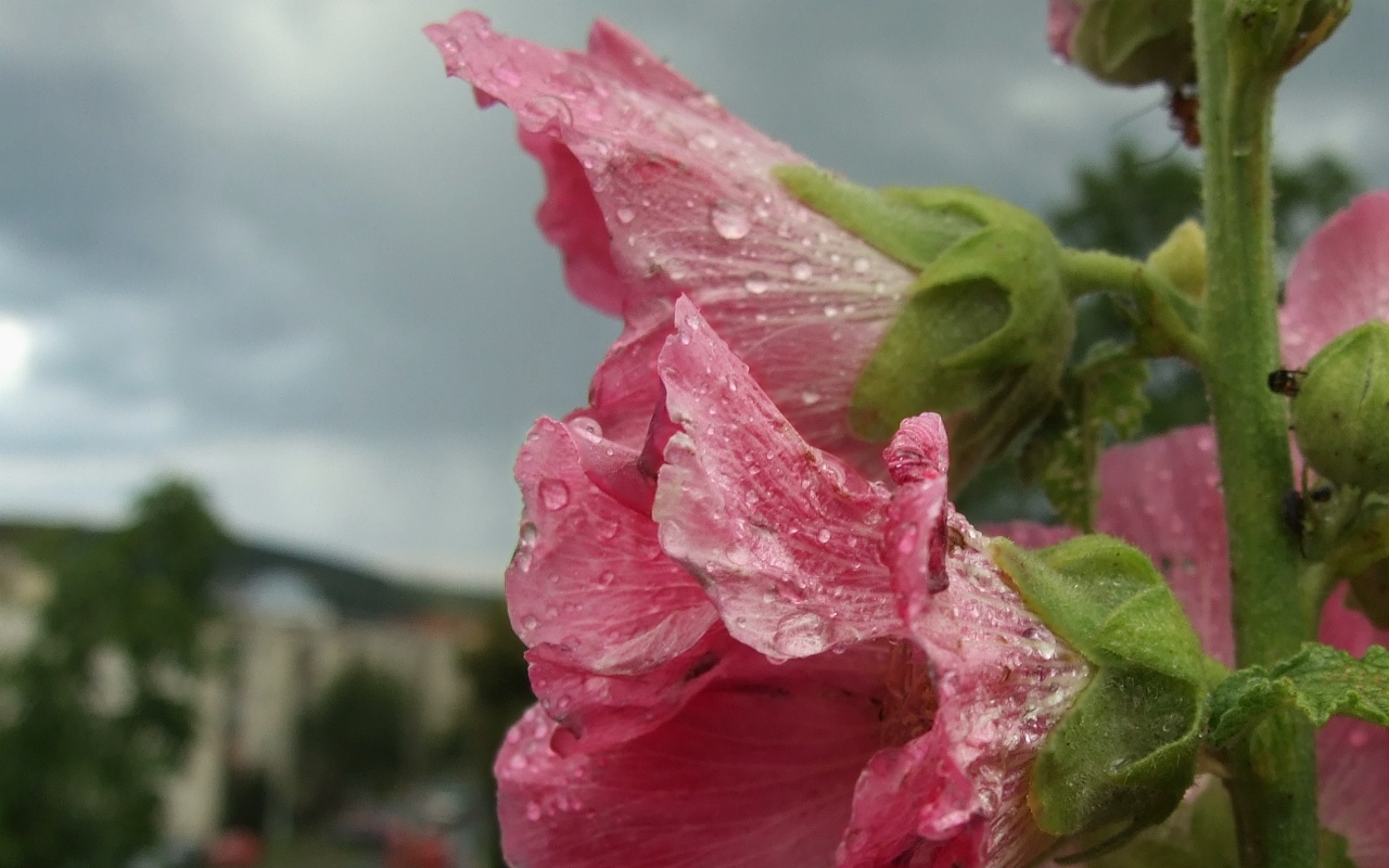 Flower in rain