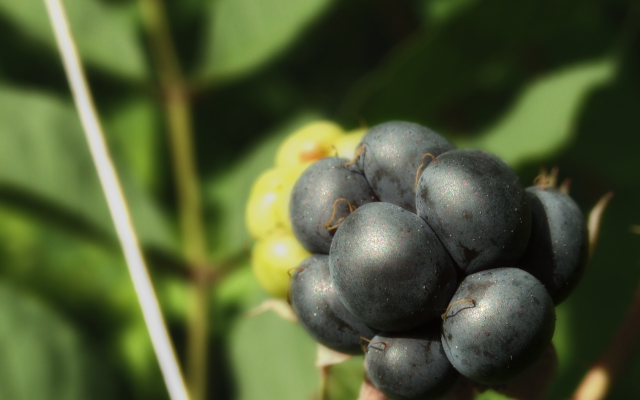 Steel-colored blackberry