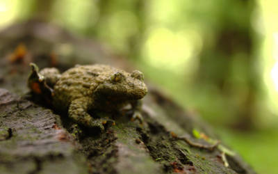 A Frog in Fruska Gora