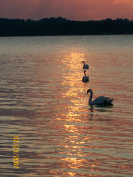 Swans on Gold