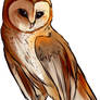 Barn Owl