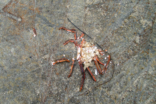 Crab Getting Smashed crushed crab by revolta on DeviantArt