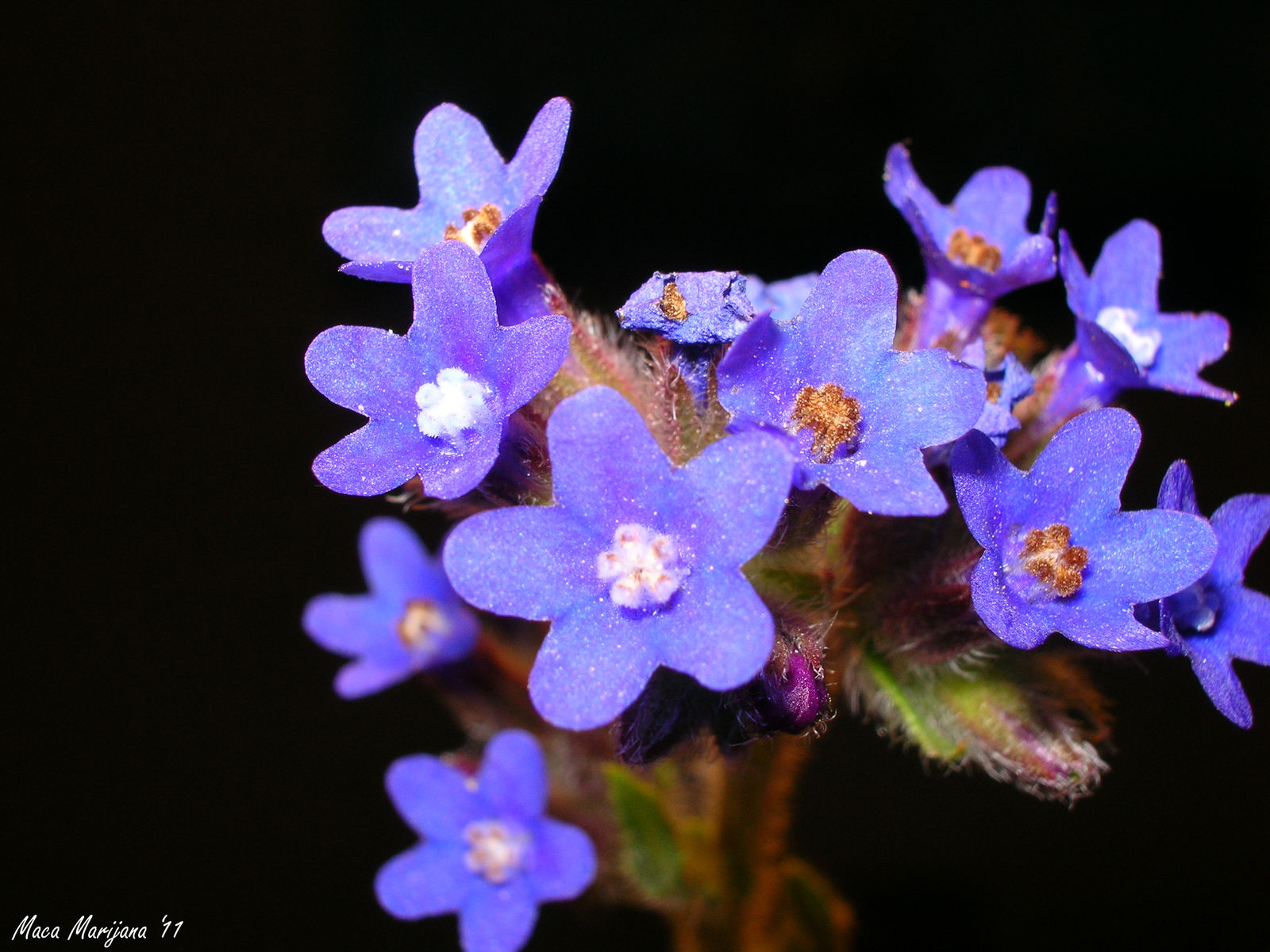 Tiny Blue