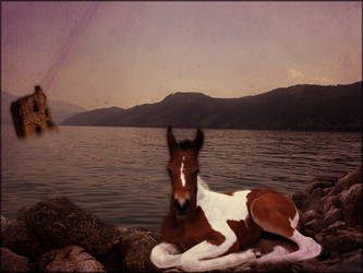 Horse+Rocks Manip