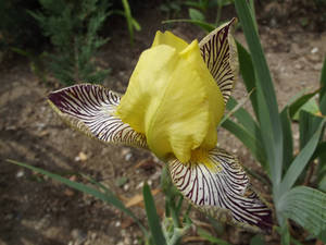 Iris