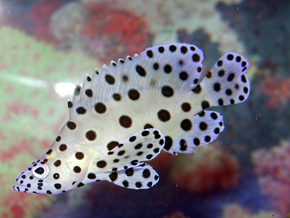 Panther Grouper Fish