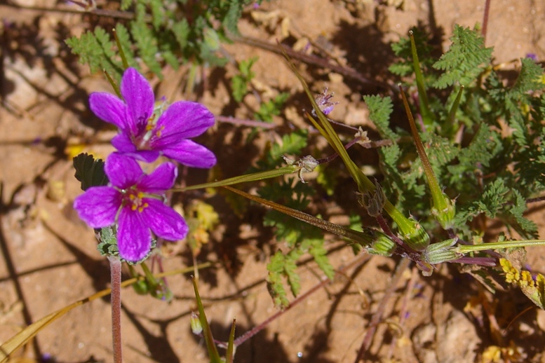 Cranesbill