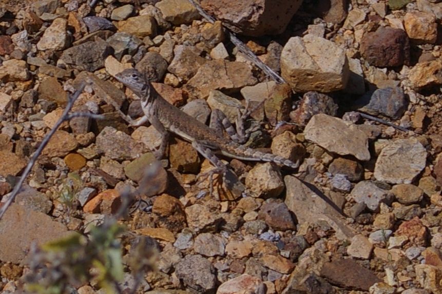 Whiptail Lizard