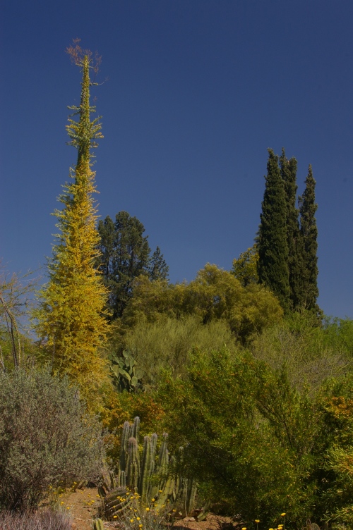 Boojum Tree n Italian Cypress