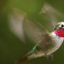 Broad-tailed Hummingbird