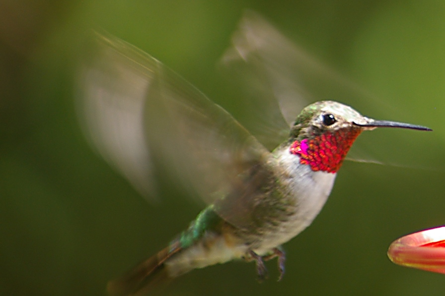 Broad-tailed Hummingbird