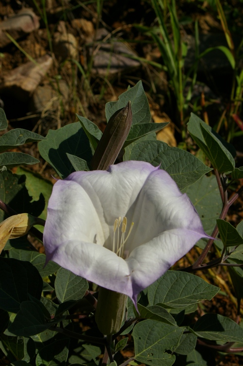 Jimson Weed