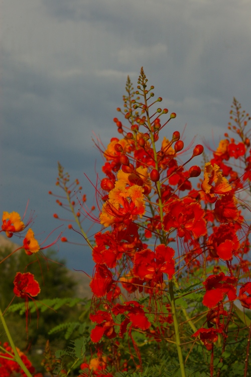 Mexican Bird of Paradise