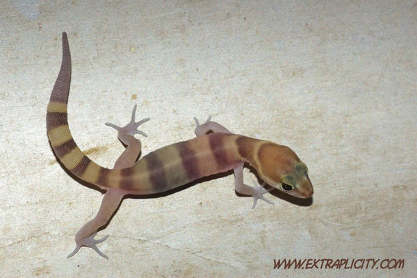 Banded Gecko