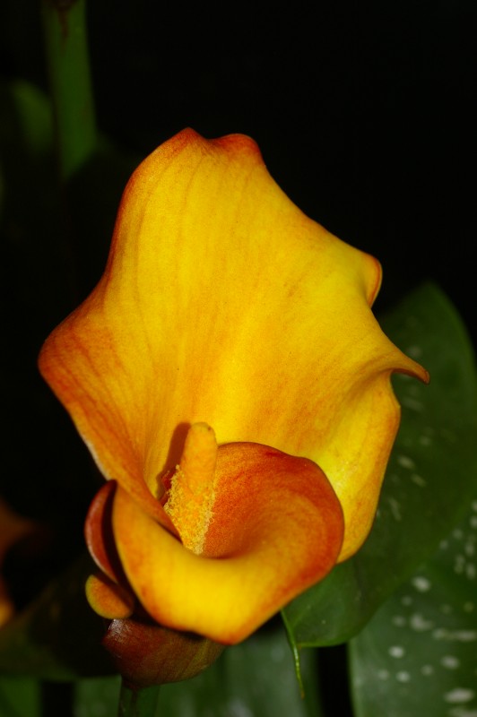 Orange Calla Lily