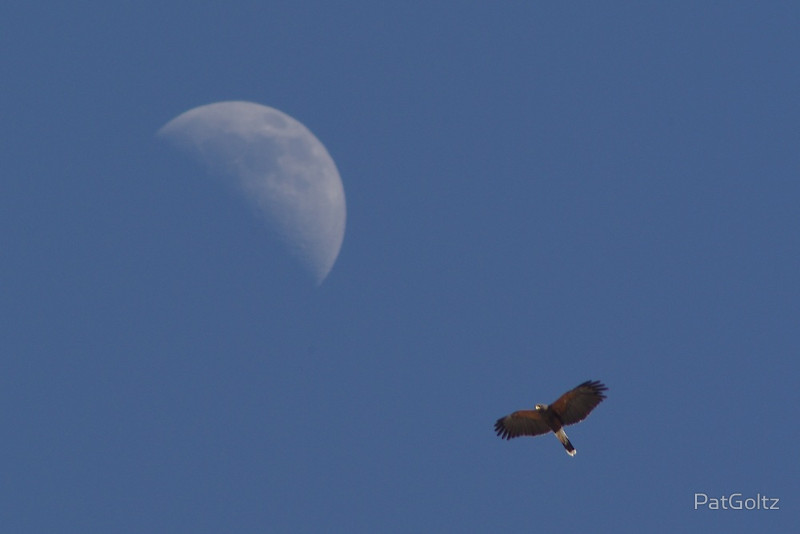 Harris's Hawk with Moon