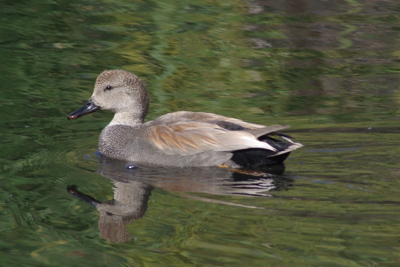 Gadwall