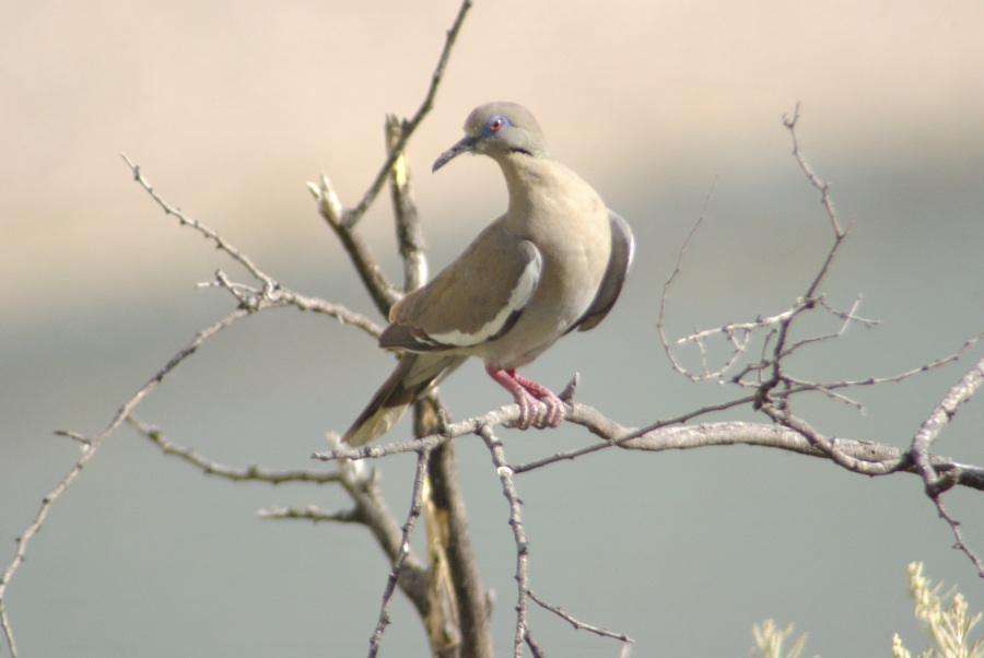 White-winged Dove 2