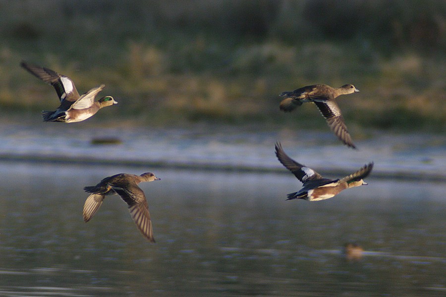 American Wigeons in Flight