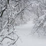 Forest Path in Winter 2