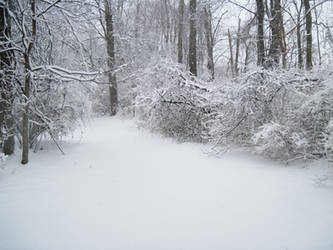 Forest Path in Winter 6