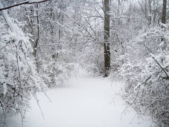 Forest Path in Winter 7