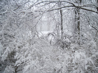 Forest Path in Winter 8