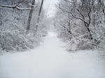 Forest Path in Winter 9 by Martut