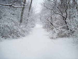 Forest Path in Winter 9