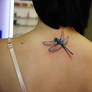 dragonfly