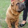 Shar Pei