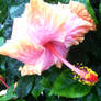 Purple Hibiscus 2