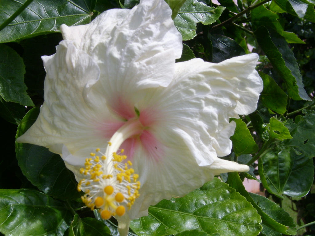 White Hibiscus