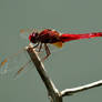 Red Dragon