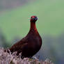 The Famous Grouse is my cousin...