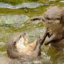 Let's sweet talk and play fight...