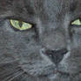 Them evil eyes...