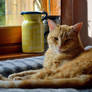 Lazy marmalade cat...