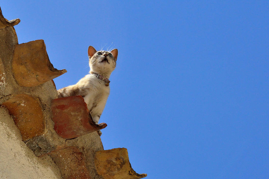 Cat on a hot (tin) roof... by cricketumpire