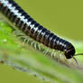 The Millipede's Dilemma ... *