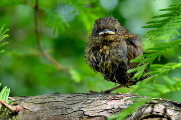 The fledgling...
